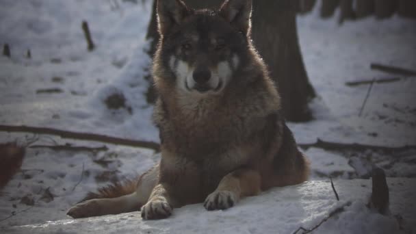 Wölfe Winter Rudelverhalten Verschneiten Wald Bei Frost Wenn Sie Angespannt — Stockvideo