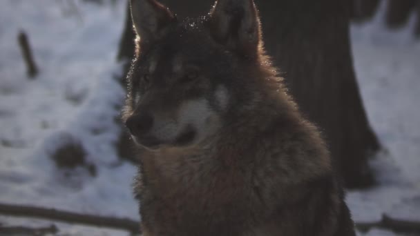 Farkasok Télen Csomagolt Viselkedés Havas Erdőben Fagy Amikor Válnak Feszült — Stock videók