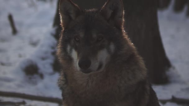 Kış Mevsiminde Kurtlar Karlı Ormanda Gerginleştiklerinde Donup Kaldıklarında Video Izleyicisiyle — Stok video