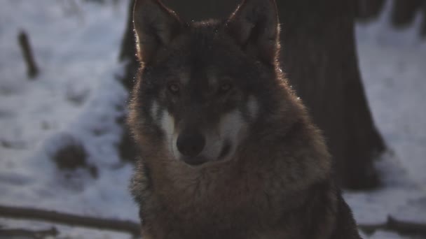 Wolven Winter Pakgedrag Het Besneeuwde Bos Vorst Als Gespannen Worden — Stockvideo