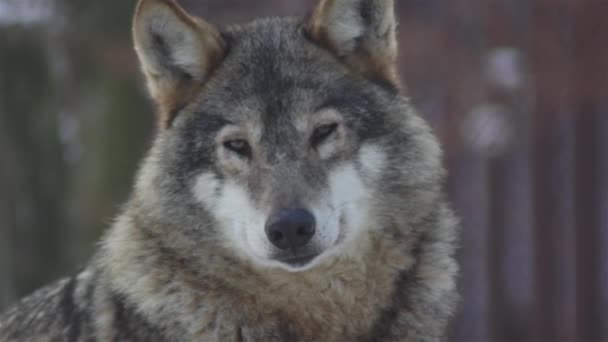 Lobos Inverno Embalar Comportamento Floresta Nevada Geada Quando Eles Tornam — Vídeo de Stock