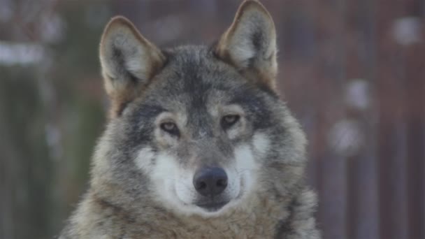 Wolves Winter Time Pack Behavior Snowy Forest Frost Become Tense — Stock Video