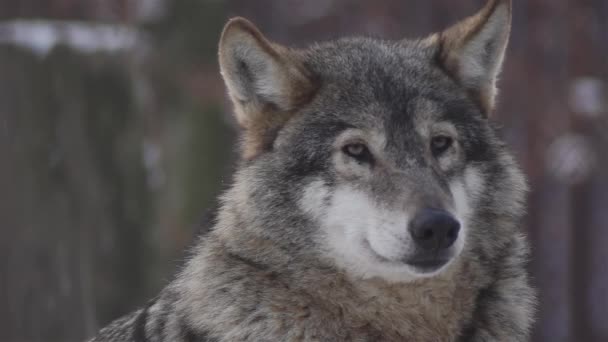 Kış Mevsiminde Kurtlar Karlı Ormanda Gerginleştiklerinde Donup Kaldıklarında Video Izleyicisiyle — Stok video