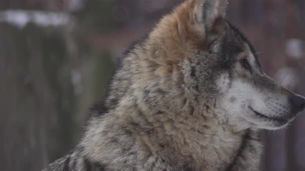 Wölfe Winter Rudelverhalten Verschneiten Wald Bei Frost Wenn Sie Angespannt — Stockvideo