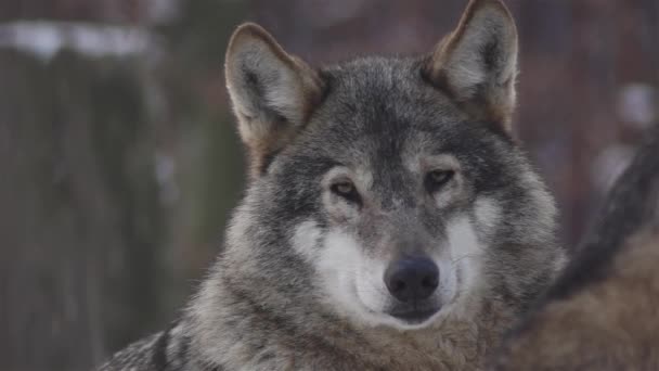 Farkasok télen, csomagolt viselkedés a havas erdőben, a fagy, amikor válnak feszült, megtisztított video visszaszámláló, lassított felvétel.
