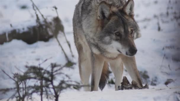 Vargar Vintern Packa Beteende Den Snöiga Skogen Frost När Blir — Stockvideo