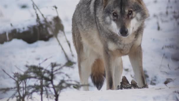 Vargar Vintern Packa Beteende Den Snöiga Skogen Frost När Blir — Stockvideo