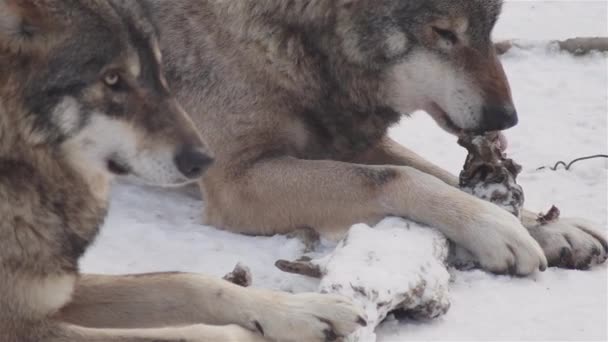 Вовки Взимку Пакуйте Поведінку Сніговому Лісі Морозі Коли Вони Стають — стокове відео