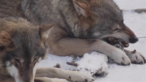 Wolven Winter Pakgedrag Het Besneeuwde Bos Vorst Als Gespannen Worden — Stockvideo