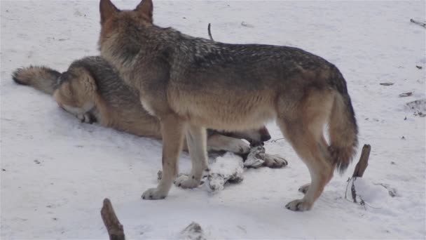 Les Loups Hiver Comportement Meute Dans Forêt Enneigée Sur Gel — Video