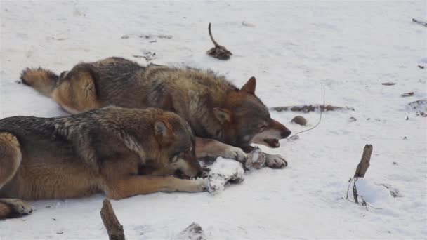Λύκοι Χειμώνα Συμπεριφορά Συσκευασίας Στο Χιονισμένο Δάσος Στον Παγετό Όταν — Αρχείο Βίντεο