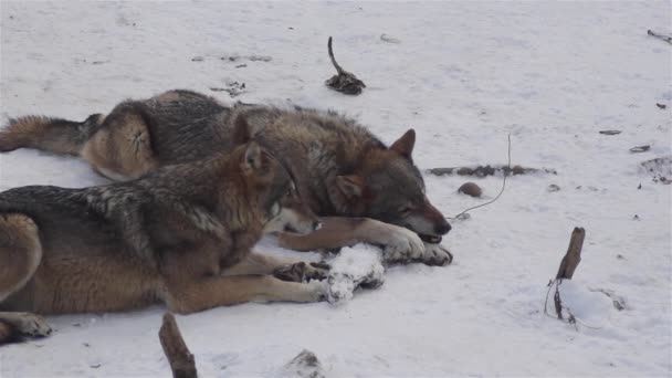 Wölfe Winter Rudelverhalten Verschneiten Wald Bei Frost Wenn Sie Angespannt — Stockvideo