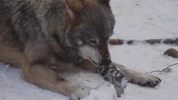 Wölfe Winter Rudelverhalten Verschneiten Wald Bei Frost Wenn Sie Angespannt — Stockvideo