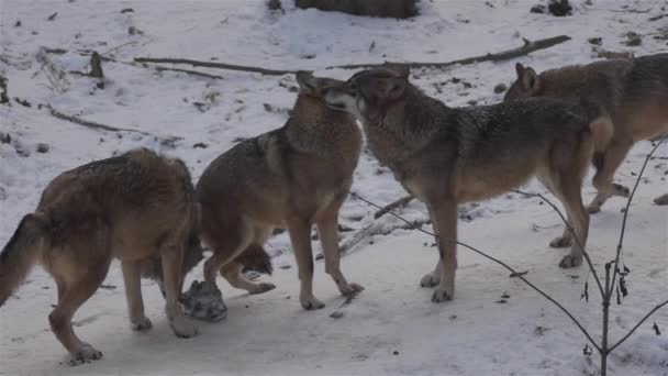 Wolves Winter Time Pack Behavior Snowy Forest Frost Become Tense — Stock Video