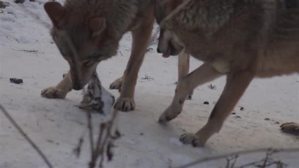 彼らが緊張すると霜の上に雪の森の中で動きをパックし 冬の時間にオオカミは ビデオの復唱者できれいになり スローモーション — ストック動画