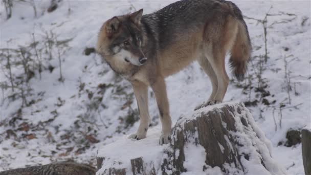 Lupi Nel Periodo Invernale Comportamento Del Branco Nella Foresta Innevata — Video Stock