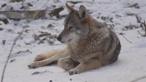 Волки Зимнее Время Поведение Стаи Снежном Лесу Морозе Становятся Напряженными — стоковое видео