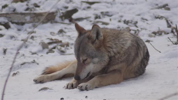 Lupi Nel Periodo Invernale Comportamento Del Branco Nella Foresta Innevata — Video Stock