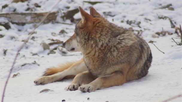 在冬天的时候 狼群在雪地的森林里狼群的行为 在霜冻的时候变得紧张 用视频去噪 慢动作 — 图库视频影像