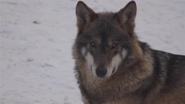 Farkasok télen, csomagolt viselkedés a havas erdőben, a fagy, amikor válnak feszült, megtisztított video visszaszámláló, lassított felvétel.