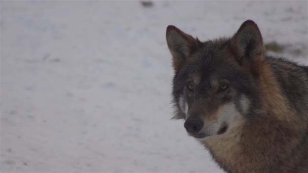 Λύκοι Χειμώνα Συμπεριφορά Συσκευασίας Στο Χιονισμένο Δάσος Στον Παγετό Όταν — Αρχείο Βίντεο