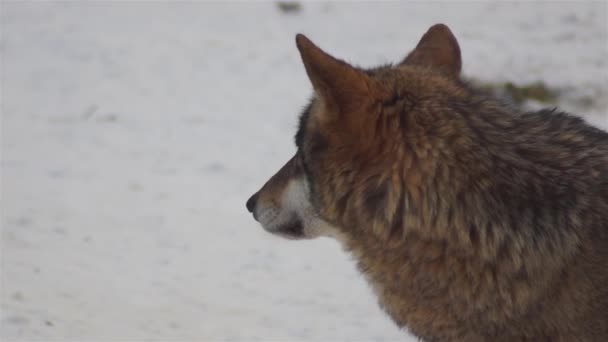 Wolves Winter Time Pack Behavior Snowy Forest Frost Become Tense — Stock Video