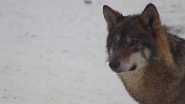 Wolven Winter Pakgedrag Het Besneeuwde Bos Vorst Als Gespannen Worden — Stockvideo