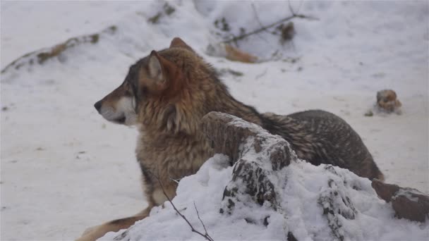 Wilki Okresie Zimowym Zachowanie Watahy Śnieżnym Lesie Mrozie Gdy Stają — Wideo stockowe