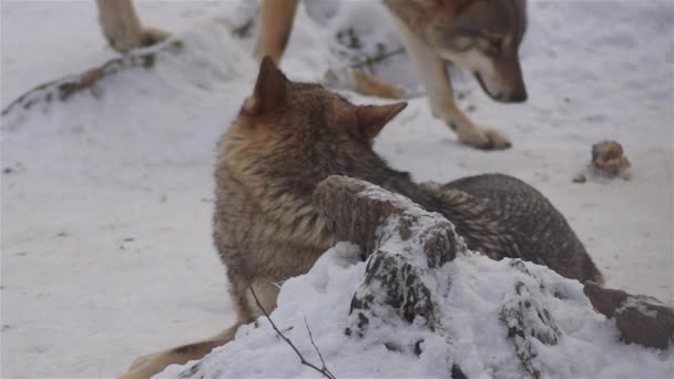 在冬天的时候 狼群在雪地的森林里狼群的行为 在霜冻的时候变得紧张 用视频去噪 慢动作 — 图库视频影像