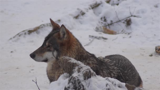 Wilki Okresie Zimowym Zachowanie Watahy Śnieżnym Lesie Mrozie Gdy Stają — Wideo stockowe