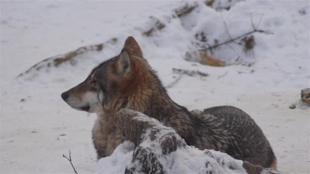 Wilki Okresie Zimowym Zachowanie Watahy Śnieżnym Lesie Mrozie Gdy Stają — Wideo stockowe