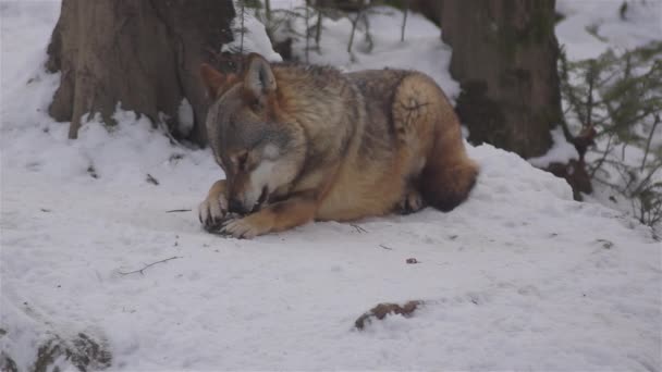 Vargar Vintern Packa Beteende Den Snöiga Skogen Frost När Blir — Stockvideo