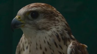 Falcon 'un portresini kapat