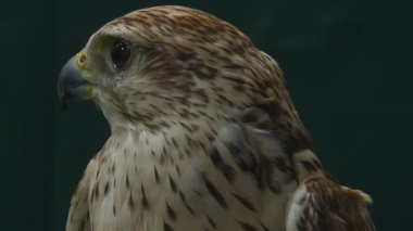 Falcon 'un portresini kapat