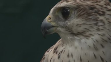 Falcon 'un portresini kapat