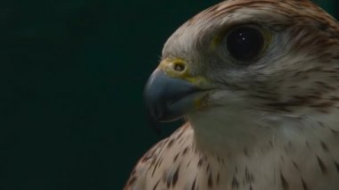 Falcon 'un portresini kapat