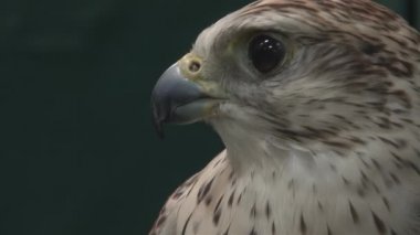 Falcon 'un portresini kapat