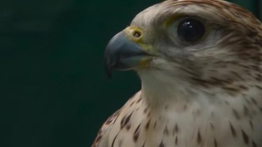 Falcon 'un portresini kapat