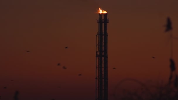 日没時にエネルギー産業を持つ多くの鳥 — ストック動画