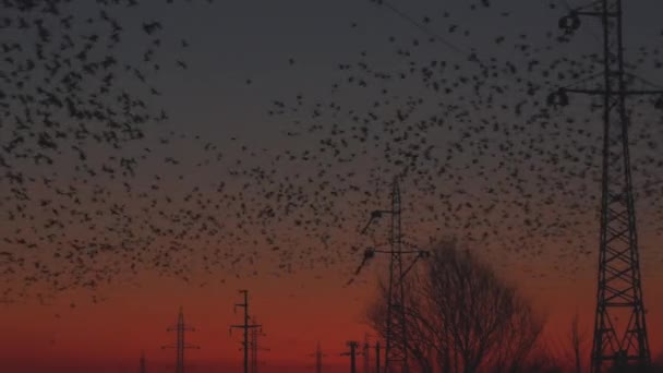 Många Fåglar Med Energiindustrin Vid Solnedgången — Stockvideo