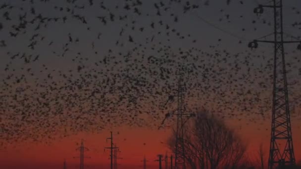 许多鸟在日落时与能源工业在一起 — 图库视频影像