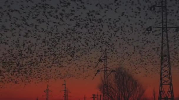 Muchas Aves Con Industria Energética Atardecer — Vídeos de Stock