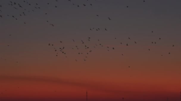 Muchas Aves Con Industria Energética Atardecer — Vídeo de stock