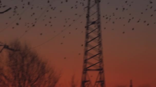 Lot Birds Energy Industry Sunset — Stock Video