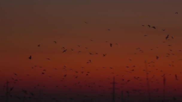 Mnoho Ptáků Energetickým Průmyslem Při Západu Slunce — Stock video
