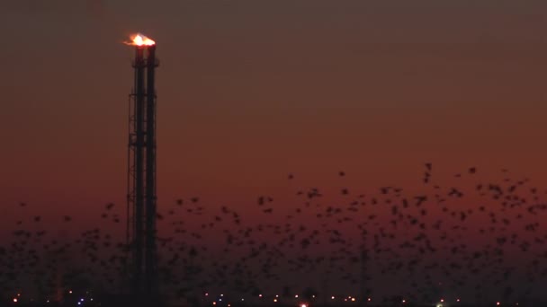 许多鸟在日落时与能源工业在一起 — 图库视频影像