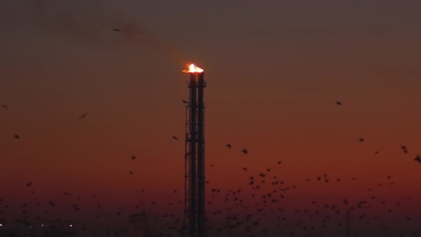 Veel Vogels Met Energie Industrie Bij Zonsondergang — Stockvideo