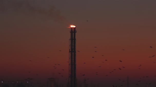 Muchas Aves Con Industria Energética Atardecer — Vídeos de Stock