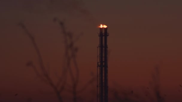 Veel Vogels Met Energie Industrie Bij Zonsondergang — Stockvideo