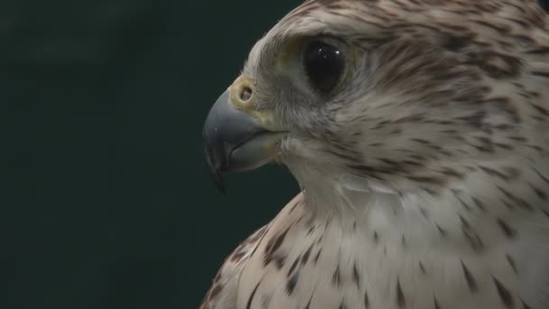 Falcon Portresini Kapat — Stok video